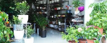 绿植租摆怎么注册公司？