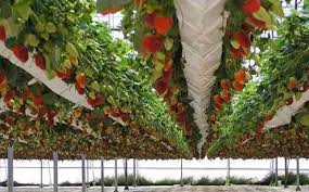 生态农业公司注册条件有哪些？