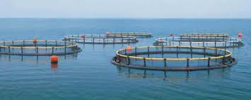 养殖公司怎么注册？（最详细申请流程分享）