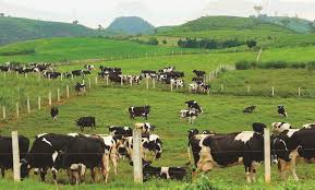 养殖注册公司起什么名字好？（养殖企业名字大全）