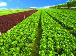 农资公司怎么注册？（公司申请流程）